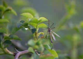 Tipule-jardin-degat Tipule jardin degat