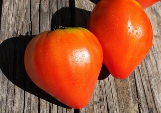 Tomate-Cuor-di-Bue Tomate-Cuor-di-Bue