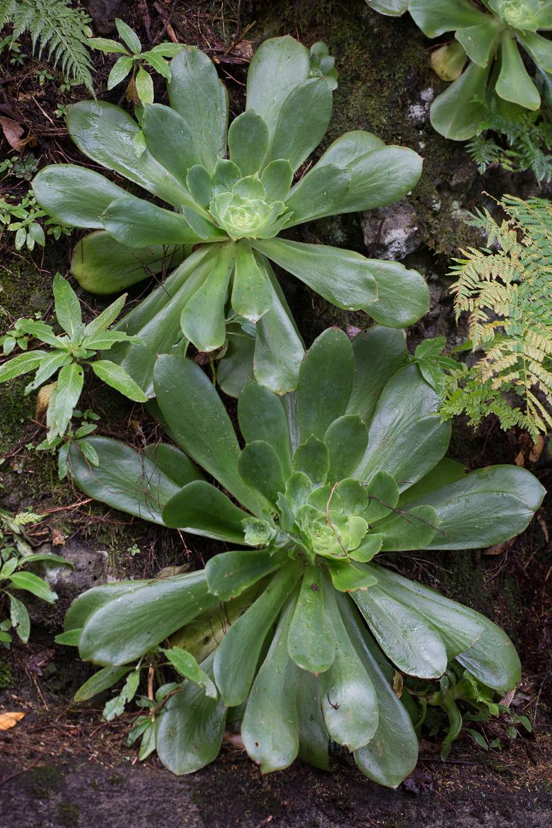 Aeonium canariense en pot