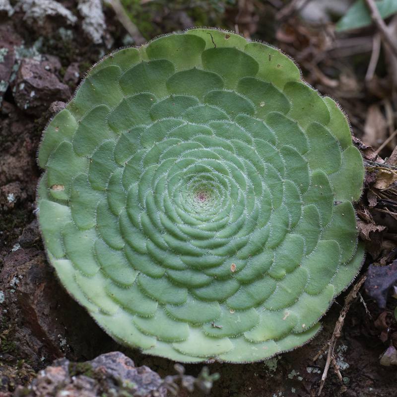 Aeonium tabulaeforme, rosette plate
