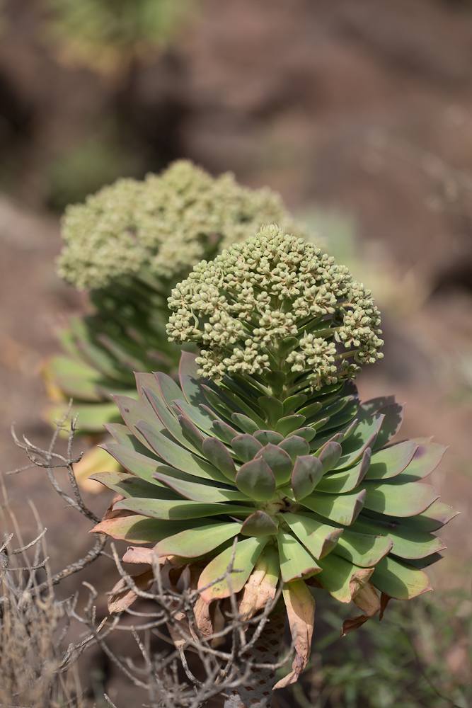 Aeonium urbicum, grande rosette
