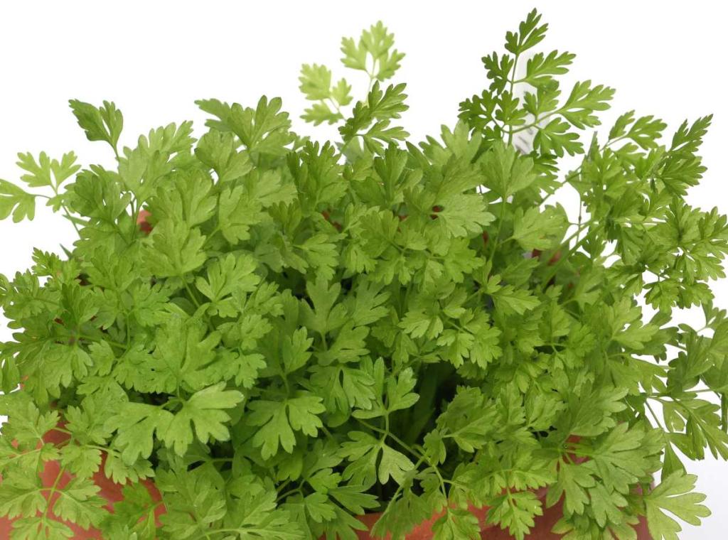 cerfeuil - Cerfeuil : délicieuse plante aromatique