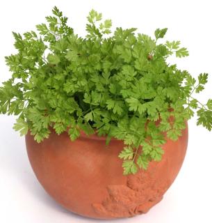 cerfeuil-en-pot cerfeuil en pot
