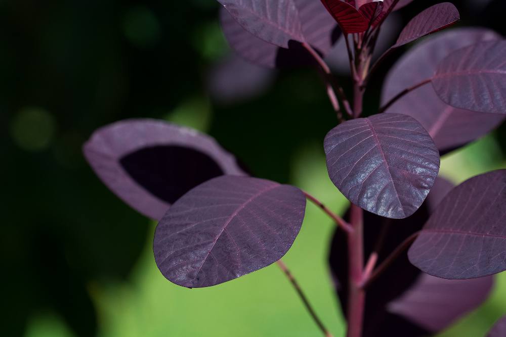 Taille du Cotinus en fin d’hiver