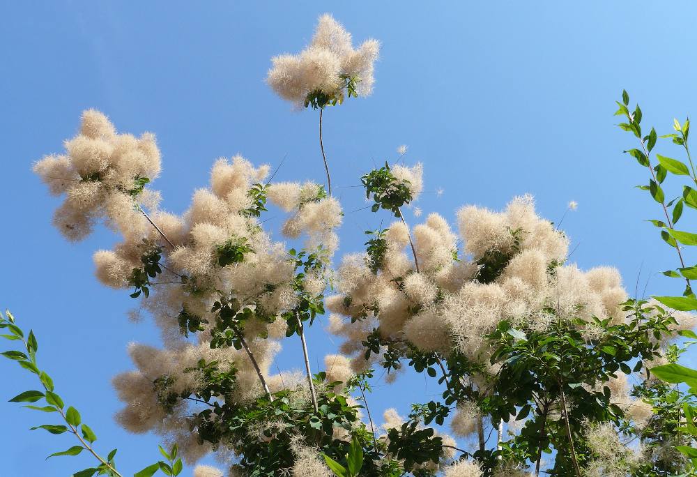 Cotinus en floraison vaporeuse