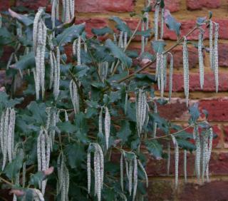garrya-elliptica garrya elliptica