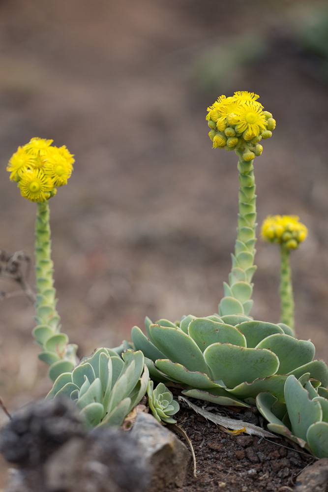 Greenovia, proche du genre Aeonium