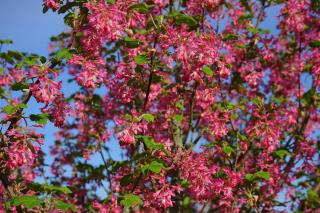 groseillier-a-fleurs-Ribes-sanguineum groseillier a fleurs - Ribes sanguineum