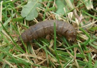 larve-tipule larve-tipule