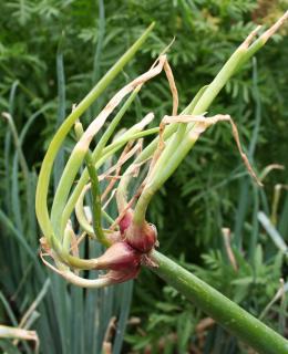 oignon-rocambole-Allium-cepa-Proliferum oignon rocambole - Allium cepa Proliferum