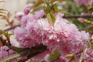 prunus-serrulata-Kiku-Shidare-Zakura Prunus serrulata Kiku Shidare Zakura