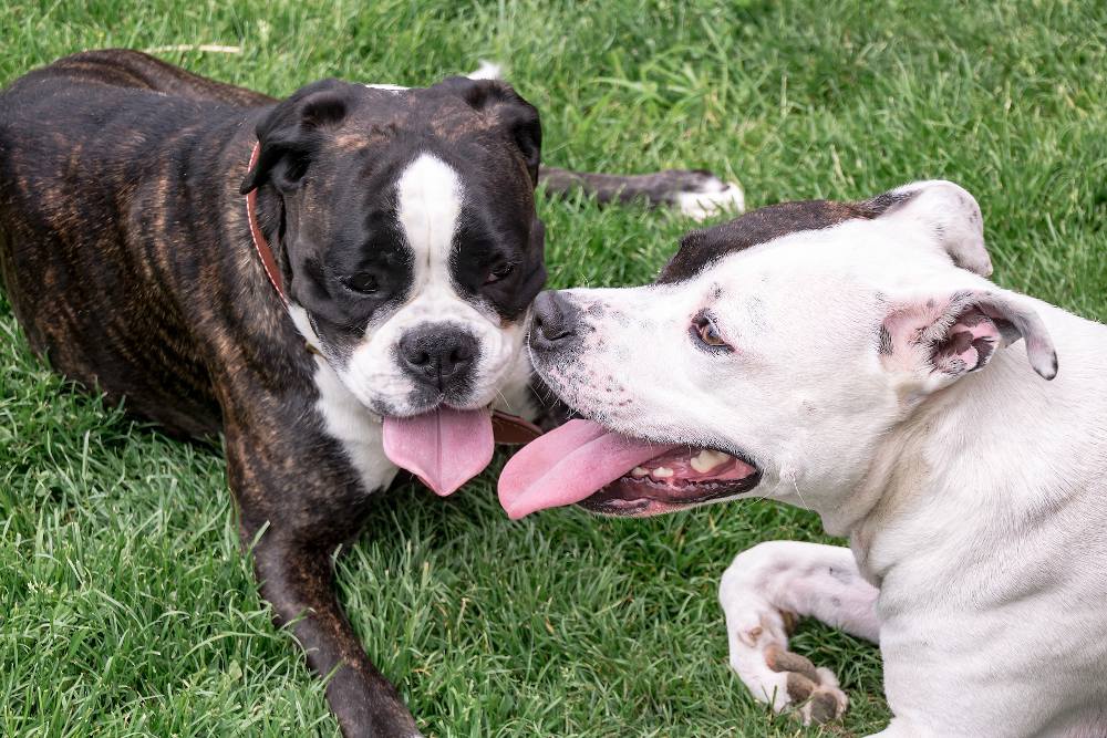 American Staffordshire caractère