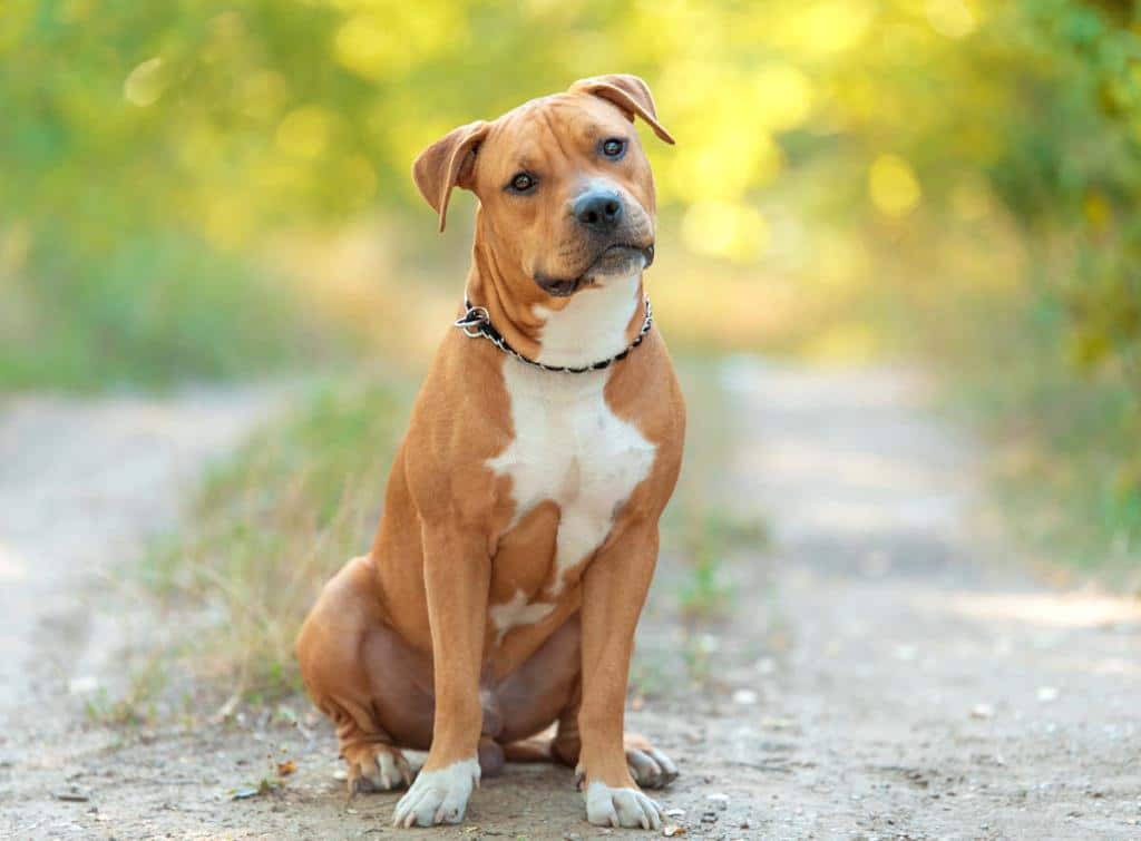 American-Staffordshire-terrier-1