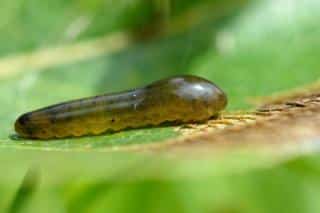 Caliroa-cerasi-petite-limace-noire Caliroa cerasi - petite limace noire