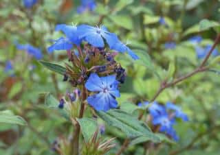 Ceratostigma-Plumbago-entretien-culture Ceratostigma Plumbago entretien culture