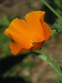 Entretien-Pavot-de-Californie-Eschscholtzia-californica Entretien Pavot de Californie - Eschscholtzia californica