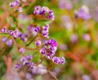Hardenbergia Hardenbergia