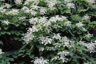 Hortensia-grimpant-du-Japon-Schizophragma-hydrangeoides Hortensia grimpant du Japon - Schizophragma hydrangeoides