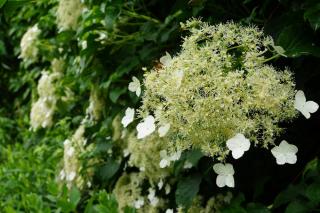 Hydrangea-petiolaris-ombre Hydrangea petiolaris ombre