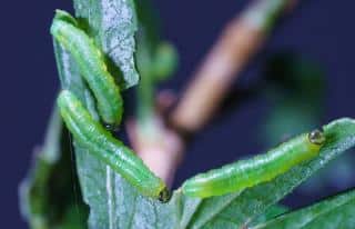 Nematus-ribesii-chenille-verte-sur-groseillier Nematus ribesii - chenille verte sur groseillier
