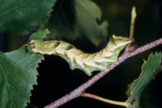 Noctuelle-chenille Noctuelle chenille
