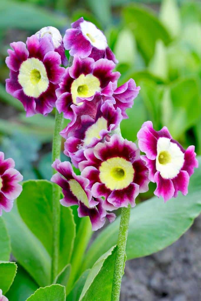 Oreille-dOurs-Primula-auricula-Auricule
