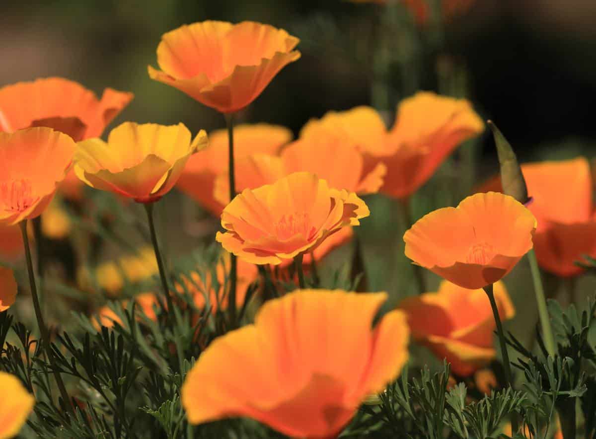 Pavot de Californie