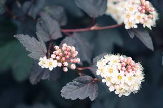 Physocarpus-Physocarpe-a-feuille-dobier Physocarpus - Physocarpe a feuille d'obier