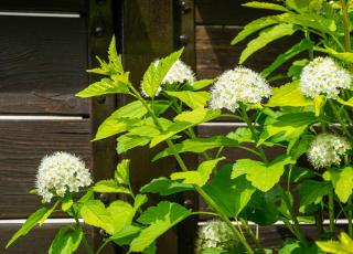 Physocarpus-en-pot-Physocarpe-plantation Physocarpus en pot - Physocarpe plantation