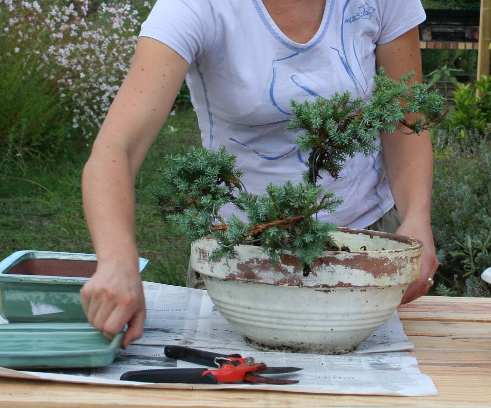 Rempotage-du-bonsai