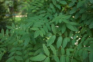 Sophora-Japonica-Feuille-Styphnolobium-japonicum Sophora Japonica - Feuille - Styphnolobium japonicum