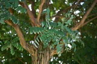 Sophora-Japonica-Styphnolobium-japonicum Sophora Japonica - Styphnolobium japonicum