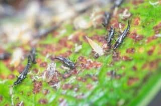 Thrips Thrips