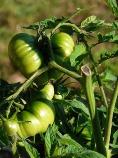 Tomate-Brandywine-culture-entretien Tomate Brandywine culture entretien