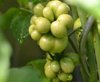 Tomate-Voyage-culture-entretien Tomate Voyage culture entretien