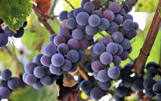 Vigne-Fragola-Nera-culture-entretien Vigne Fragola Nera culture entretien