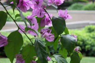 bougainvillier-en-fleur-plante-grimpante bougainvillier en fleur - plante grimpante