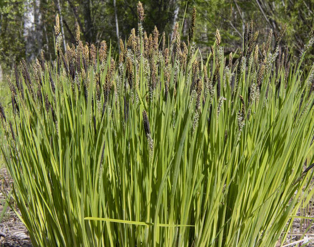 carex-plantation Plantation d’un carex au jardin
