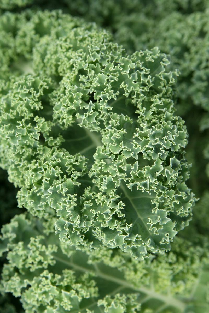 chou-kale-culture-entretien Chou kale au potager : culture, arrosage et entretien