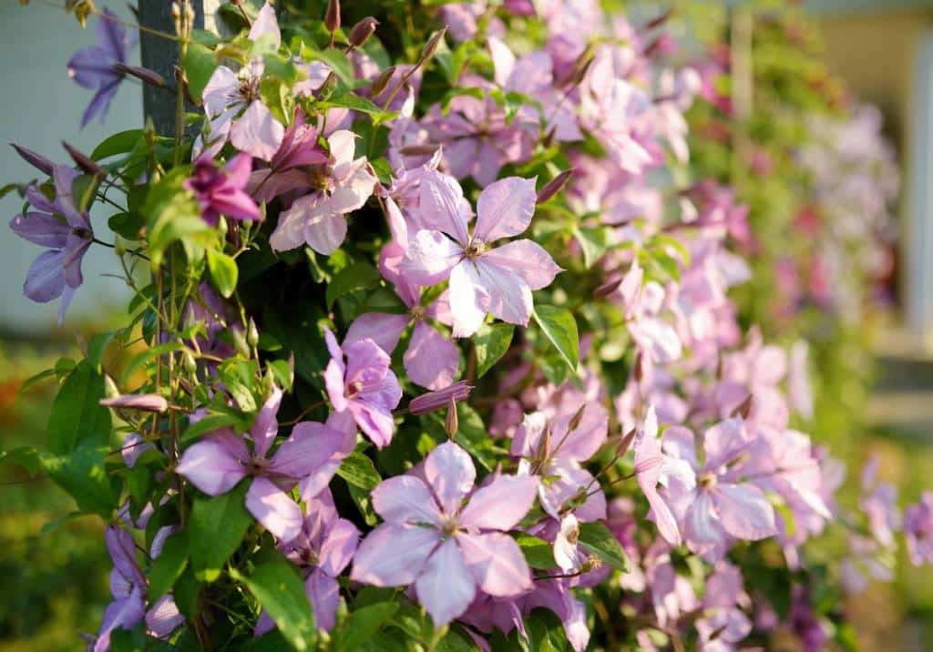 Plante grimpante parfumée
