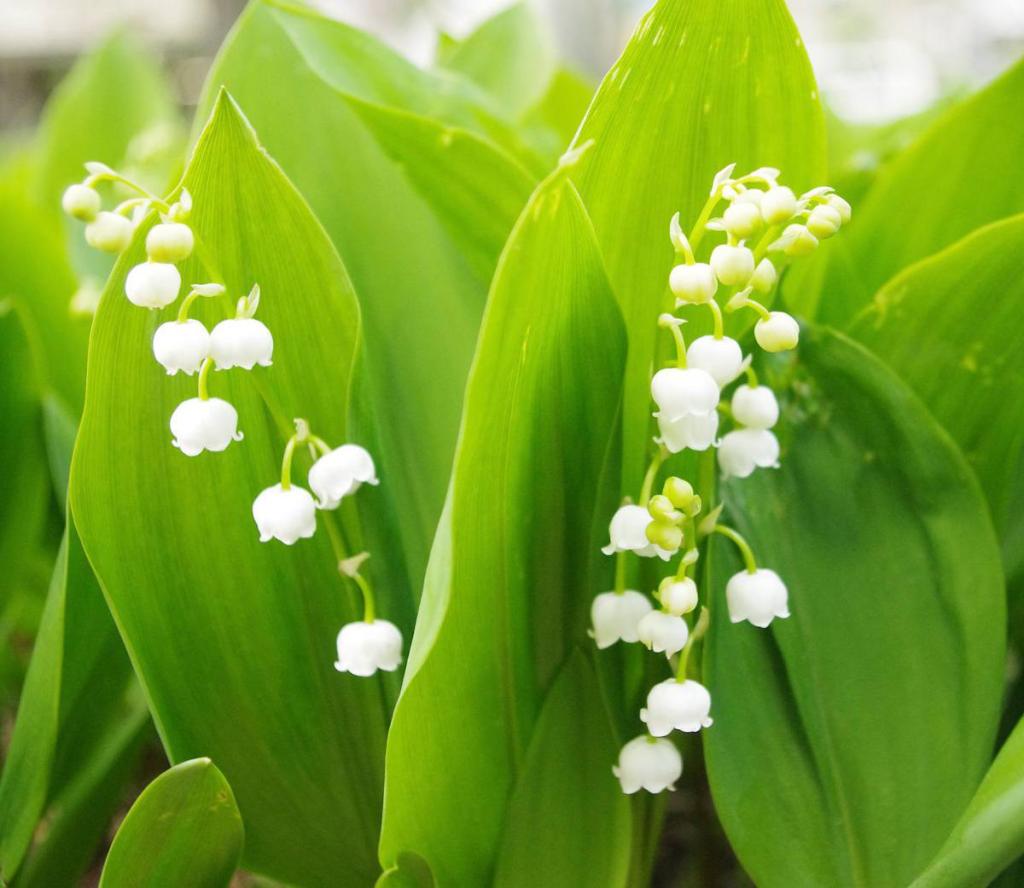 muguet de mai culture