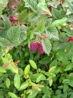muroise muroise - mure-framboise plantation