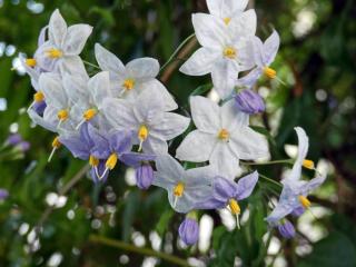 plante-grimpante-a-fleurs-solanum plante grimpante a fleurs - solanum