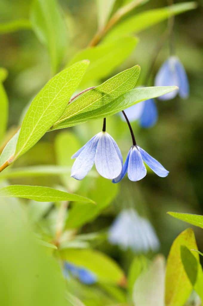 plante-grimpante-originale