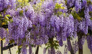 plante-grimpante-parfumee-glycine-wisteria plante grimpante parfumée glycine wisteria