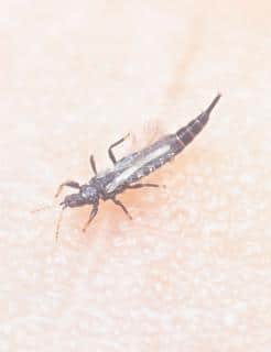 reconnaitre-thrips reconnaitre thrips