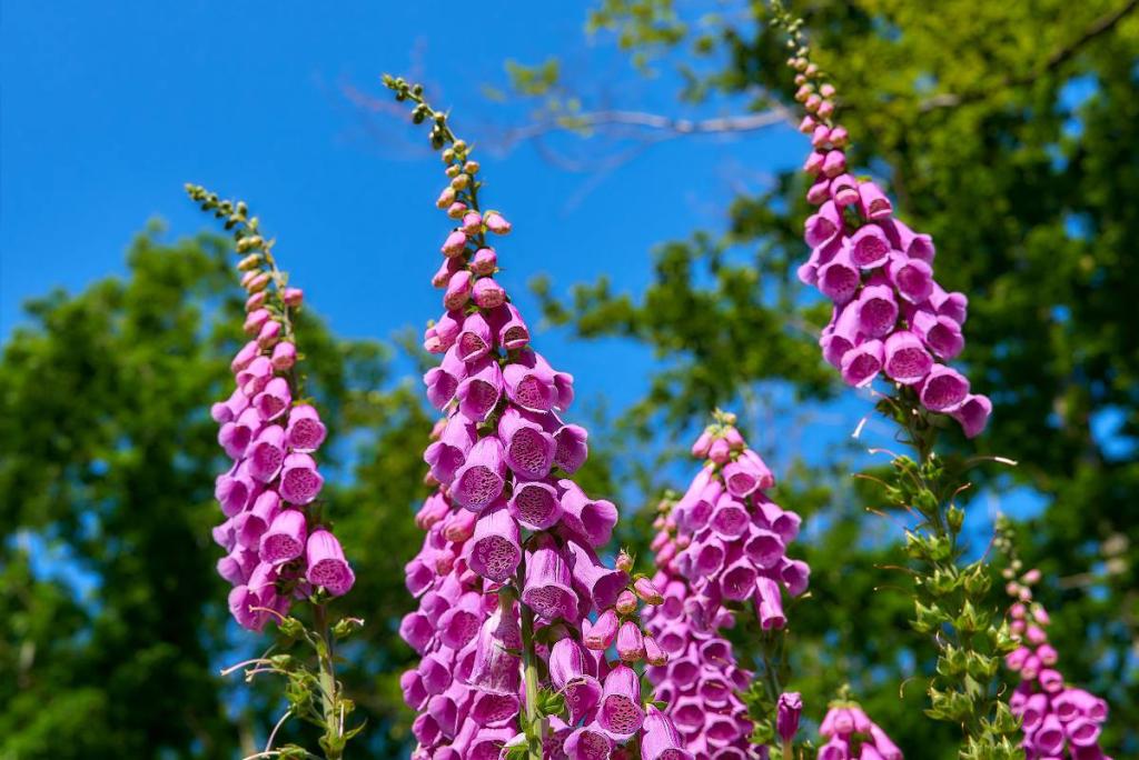 semis-annuelle-bisannuelle-periode - En été, semez vos fleurs printanières 