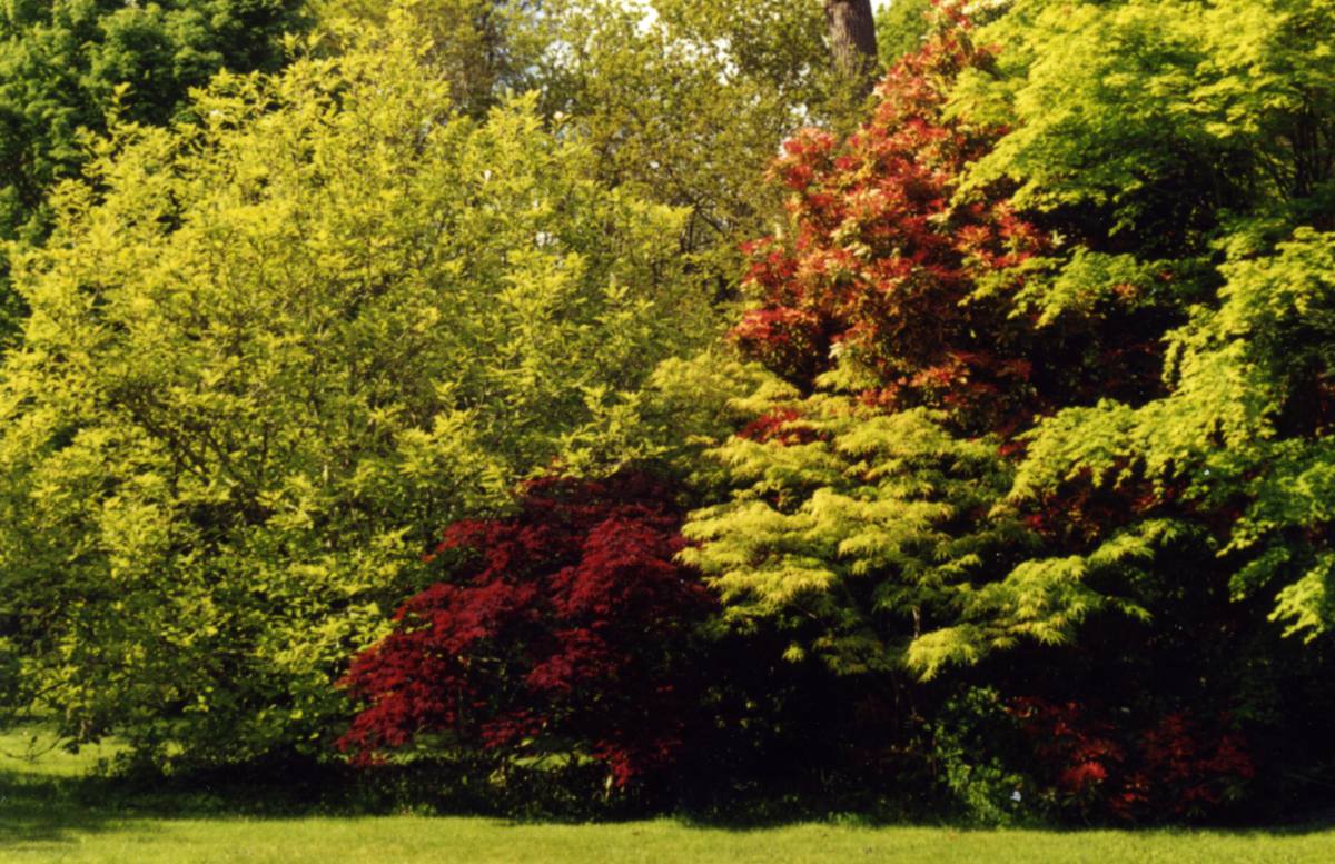 1-Pieris-Acer-palmatum Pieris, Acer palmatum pourpre