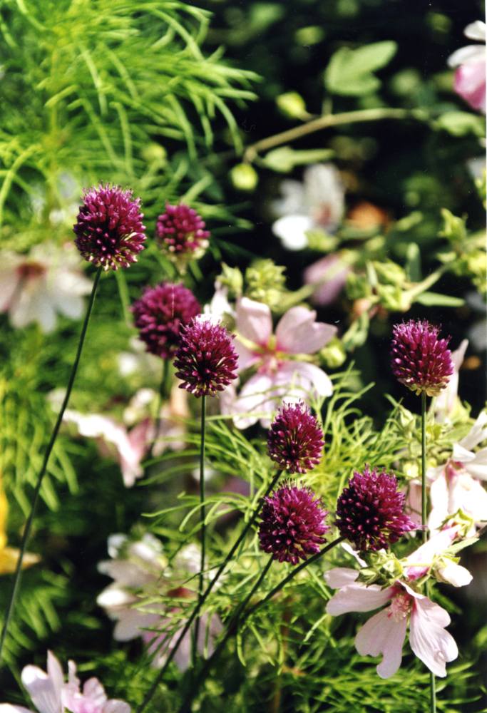 Allium-sphaerocephalum Allium-sphaerocephalum
