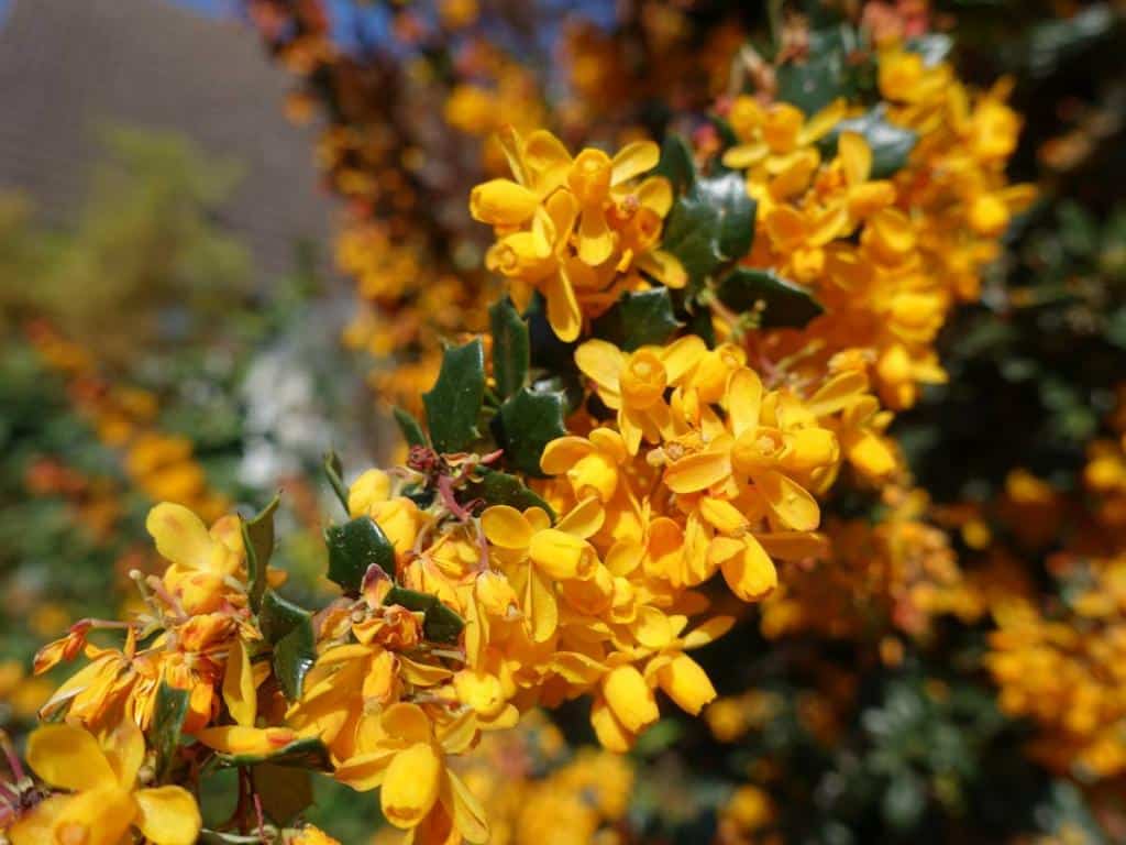 Berberis darwinii - Epine vinette de Darwin
